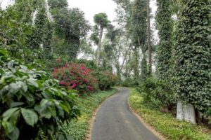 Bangalore to Coorg – Peaceful Nature Road Trips in India