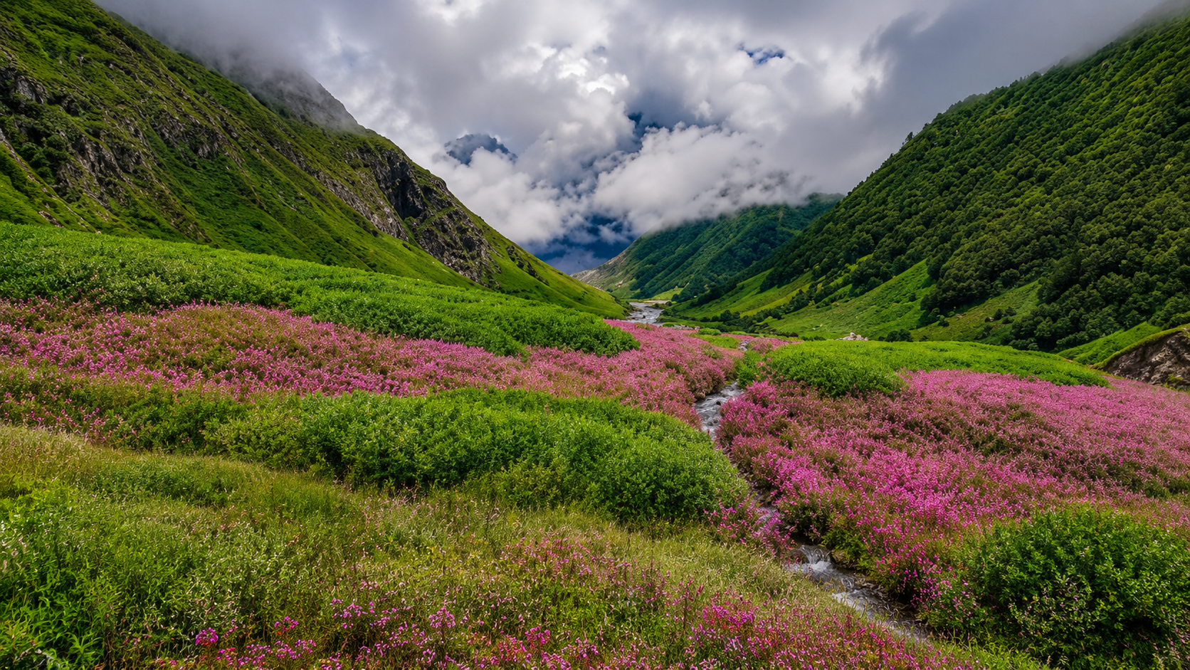 Valley of Flowers
