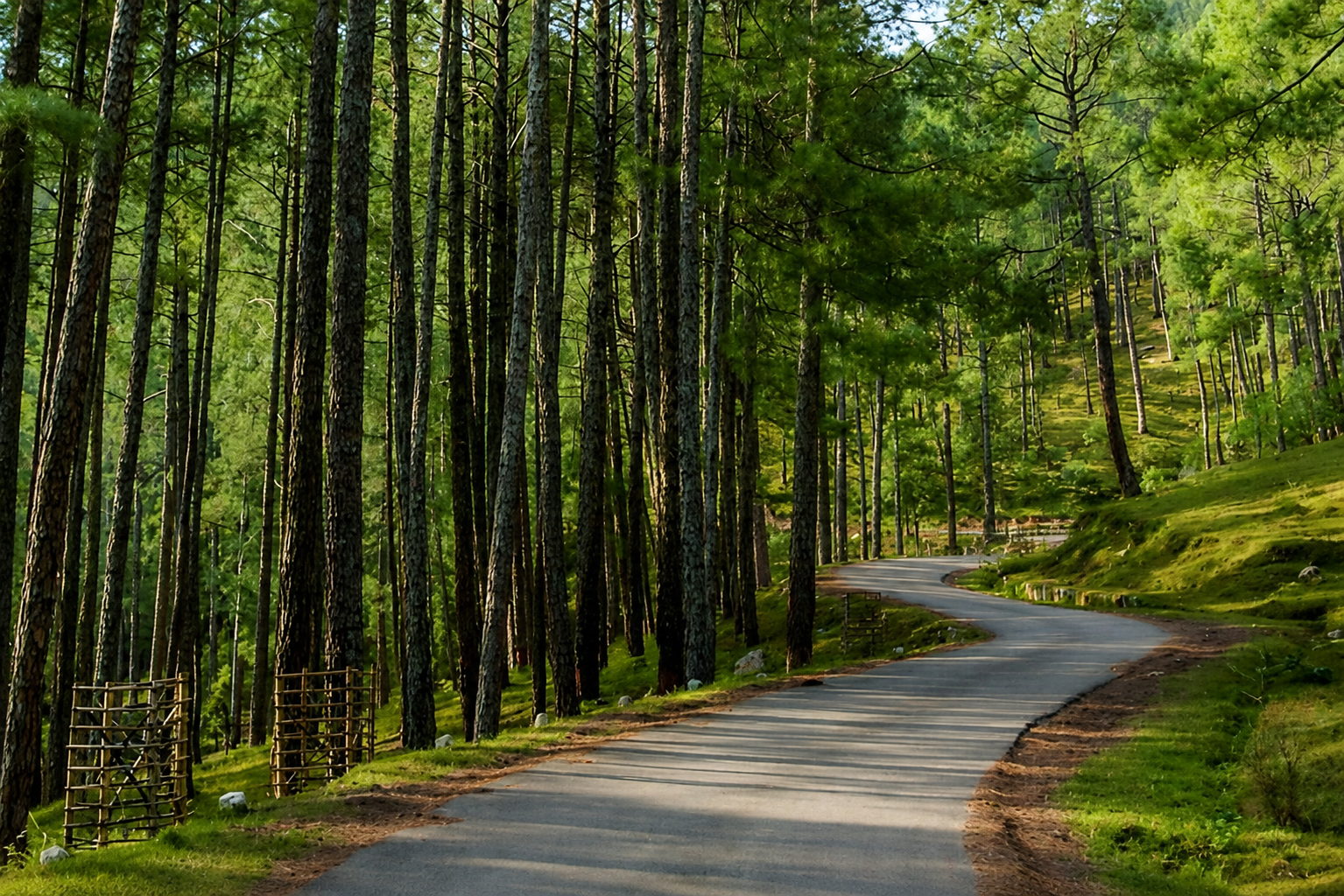 Pine Forest