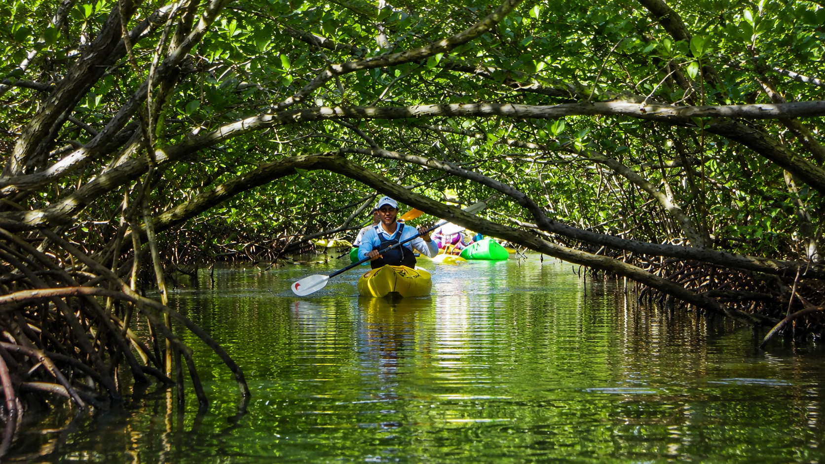 Mangrove Kayaking